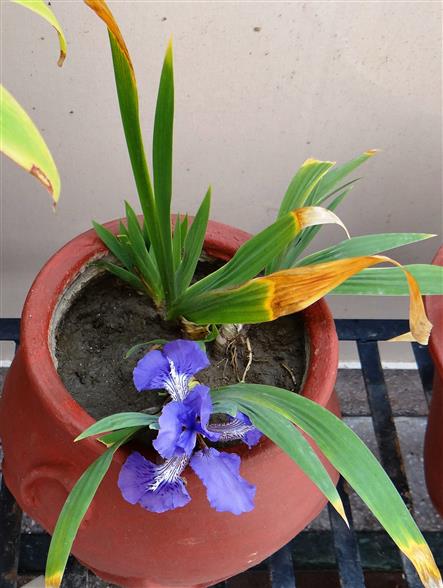 Iris tectorum